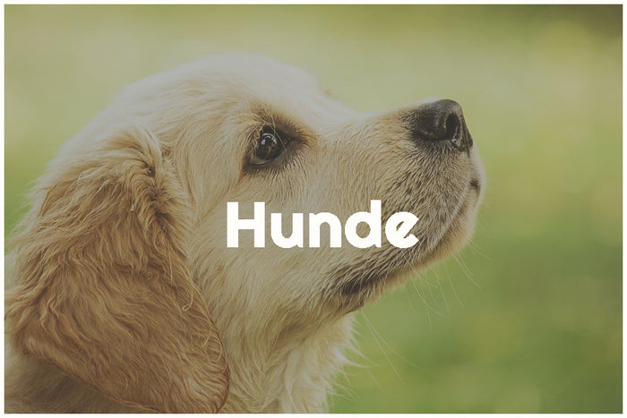 BARF-Beratung für Hunde und Katzen