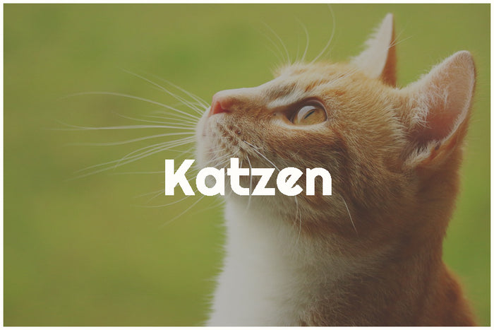BARF-Beratung für Hunde und Katzen
