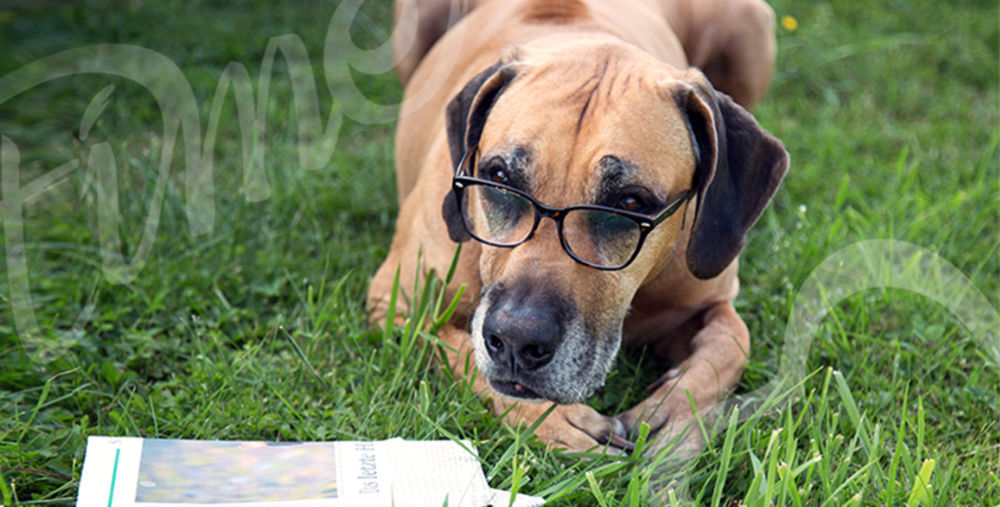 Hund mit Brille vor einem aufgeschlagenen Buch im Gras