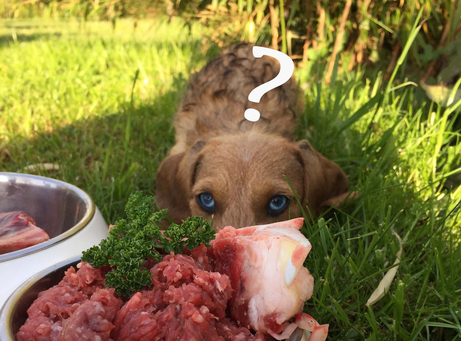 Hund vor verschiedenen BARF-Zutaten